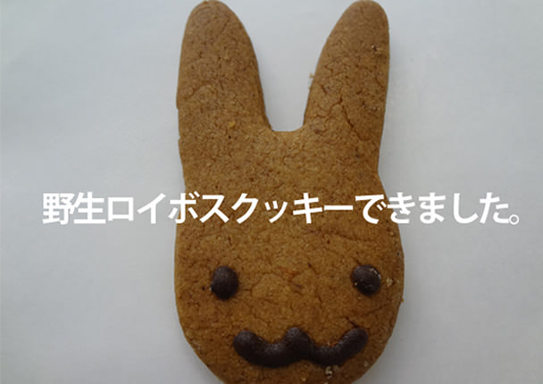 野生ルイボスティー・野生ロイボスクッキー