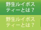 野生ロイボスティーとは